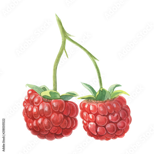 Raspberries. Hand-painted watercolor illustration isolated on white for food packaging, desserts, branding, labels, logo, recipes, cookbooks, jam, beverages, cosmetics, stationery, textiles, design.