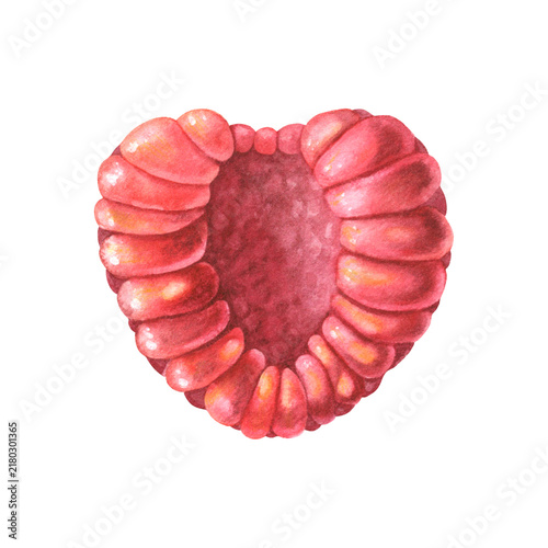 Raspberry half, juicy pulp. Hand-painted watercolor illustration isolated on white for packaging, branding, food labels, logo, recipes, cookbooks, jam, beverages, cosmetic, design, book, sticker, card