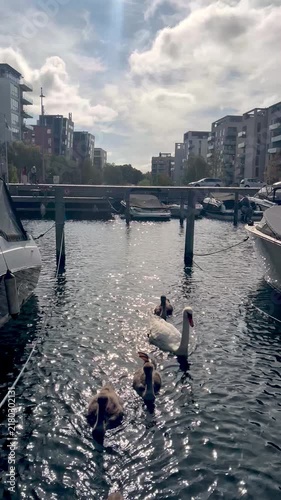 Family of swans swimming in the glistening water of the Sluseholmen Canal District, Copenhagen, with modern waterfront residential buildings lining the banks - stock video