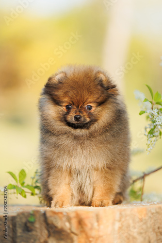 A cute little Spitz in a flower basket.