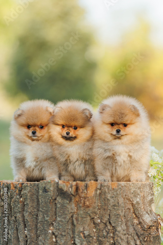 Three cute little Spitz dogs on a stump