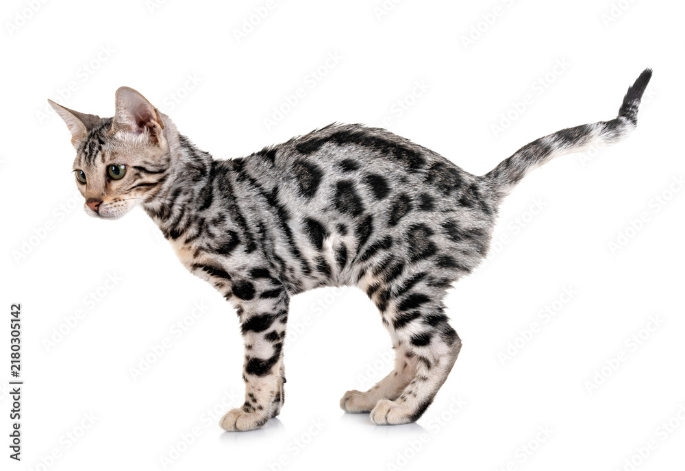 Obraz premium bengal kitten in studio