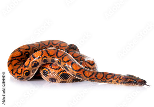 Plakat Rainbow boa in studio