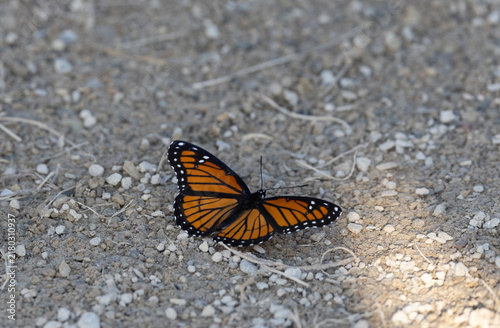 Fotografía Viceroy Butterfly Resting with Open Wings on Dry Ground