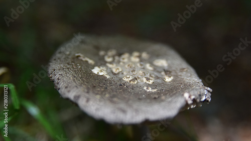Fotografía mushroom in the forest