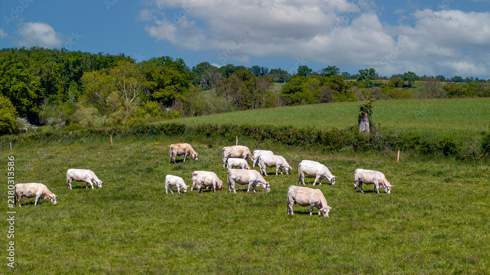 Fototapeta premium Vache charolaises broutant dans un pré dans la campagne du département de l'Allier en France au printemps