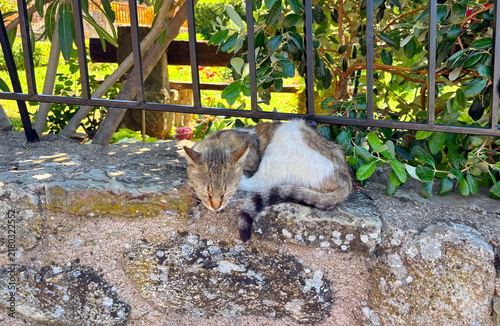 Canvas Print It is so hot in the sun, so you can sleep peacefully in the shade without paying attention to noisy guests