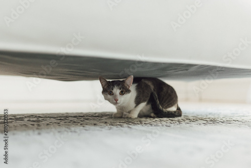 Canvastavla Timid cat looking away while hiding safely under bed