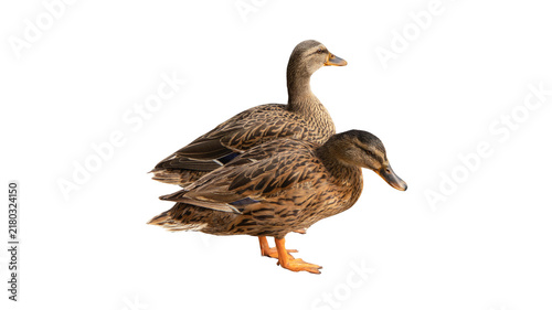 Принти на полотні Two brown female mallard ducks standing side by side facing forward isolated on