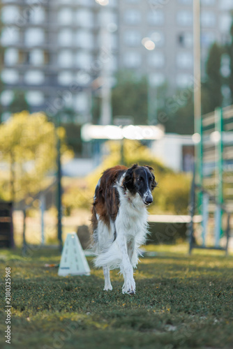 Obraz na płótnie Borzoi dog running for ball