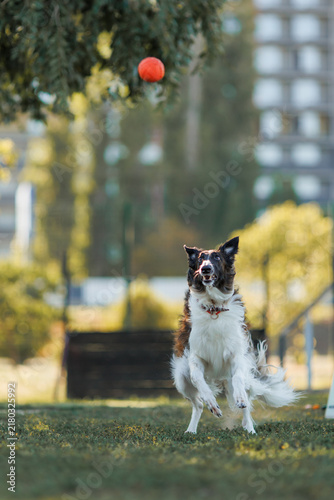 Obraz na płótnie Borzoi dog running for ball