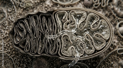 Mitochondrial dysfunction showing damaged cristae within swollen organelle, oxidative stress leaking fluid across double membrane structure, biogerontology longevity research.