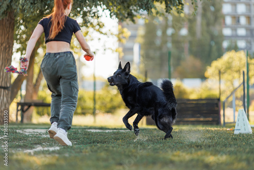Black German Shepherd playing rope