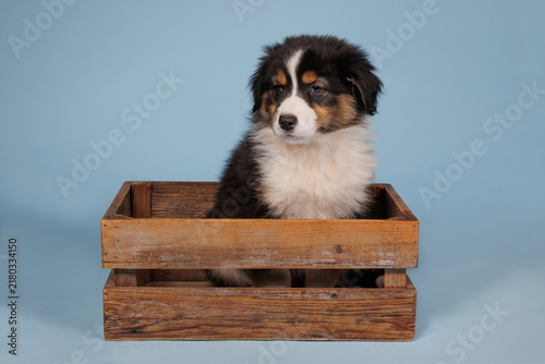 Australian Shepherd puppy sitting in a wooden crate