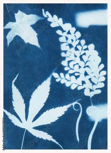Tree leaves in blue print background. Cyanotype illustration. Autumn ornament
