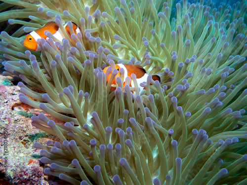 Quadro su tela A pair of False clown anemonefish in anemone Boracay Island Philippines