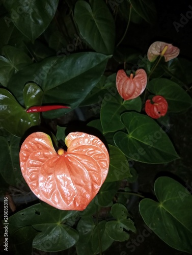 The flower in the image is an Anthurium, widely known as the Flamingo Flower or Laceleaf.