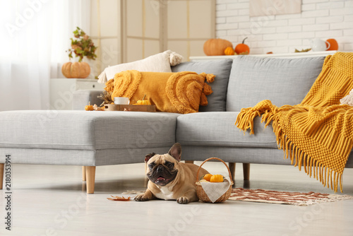 Cute French bulldog and wicker basket with pumpkins in living room. Thanksgiv...