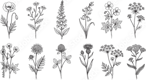 Various hand drawn wild flowers and herbs, botanical ink of different plants isolated on a white background, for nature