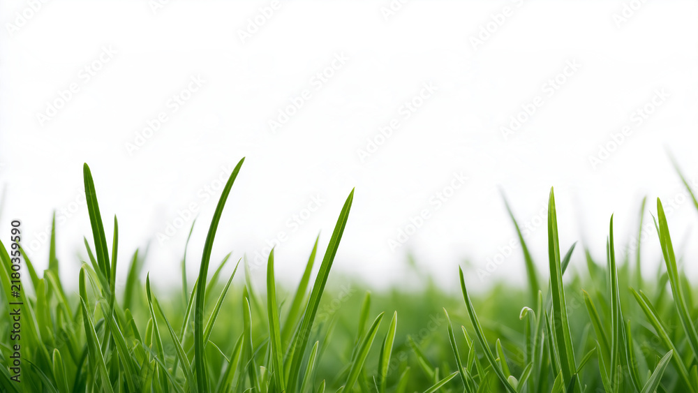 Obraz premium Isolated realistic green grass bunch on a transparent background. Sharp highly detailed vegetation cutout element for architectural visualization.