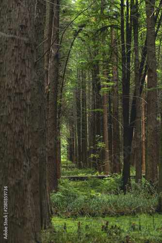 Fotografie Dense Forest with Lush Green Understory