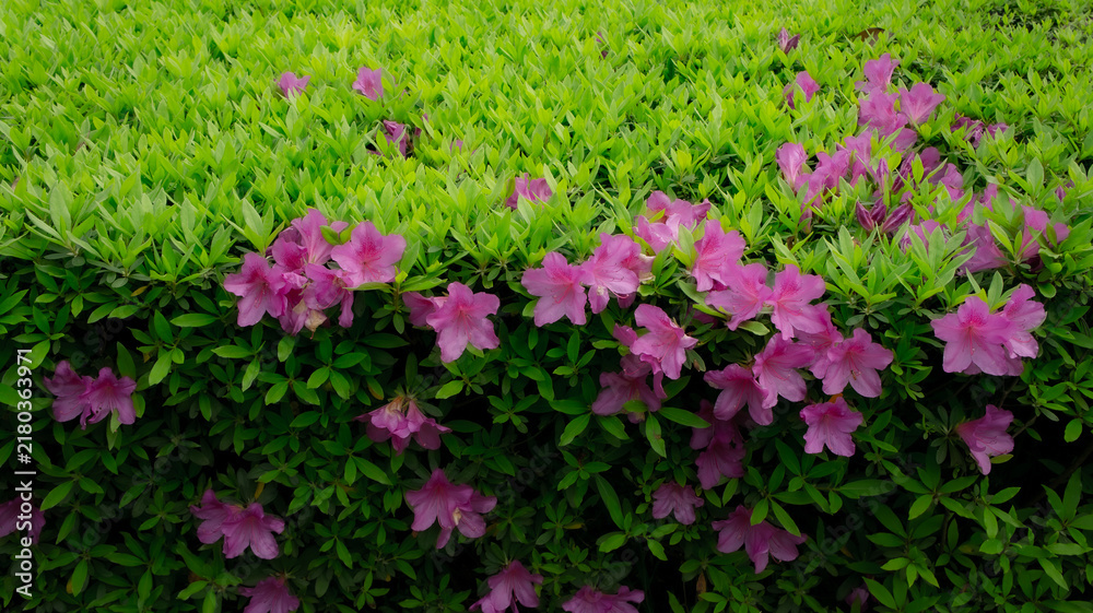 Obraz premium Pink Azalea Flowers Blooming on Green Hedge