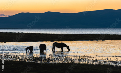 Horses grazing in shallow Song Kul Lake at sunset in Kyrgyzstan highlands