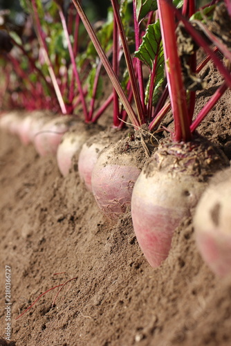Beetroot with leaves in the soil