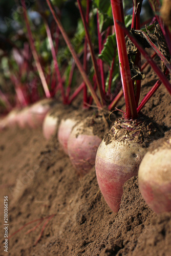 Beetroot with leaves in the soil	
