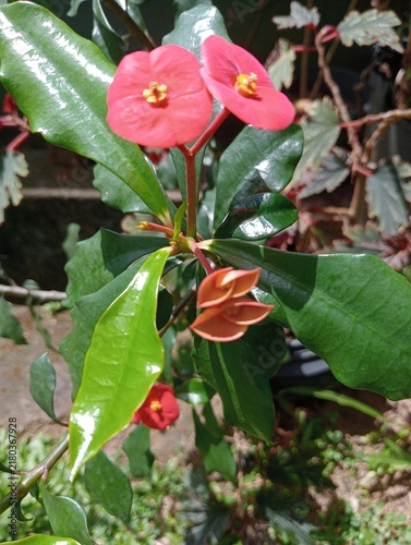 Konstfotografi The plant shown in the image is a Euphorbia geroldii, commonly known as the Thornless Crown of Thorns
