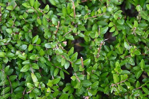 Cuadro en lienzo Dense green hedge foliage with woody stems