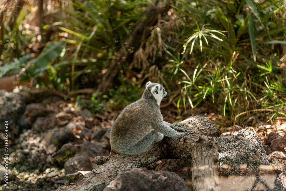 Obraz premium Ring-tailed lemur sitting on a log in a zoo enclosure
