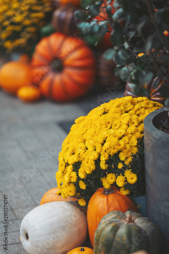 Vibrant autumn decorations featuring pumpkins and cheerful chrysanthemums in a cozy outdoor setting