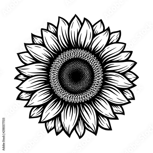 Stylized Sunflower Illustration: A striking black and white illustration of a sunflower, showcasing its intricate details with bold lines and a dark, textured center.