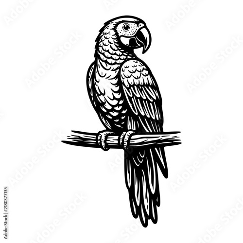 Ornate Parrot Perch: A beautifully illustrated parrot, detailed with intricate feather patterns and a prominent beak, sits perched elegantly on a branch.