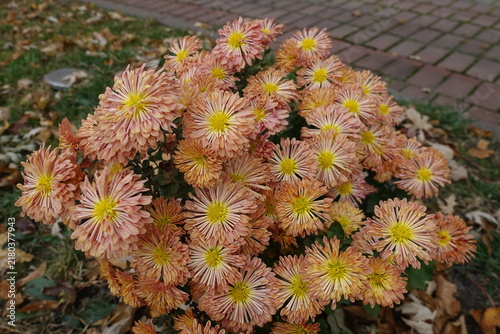 Photography Profuse orange flowers of spoon Chrysanthemums in October