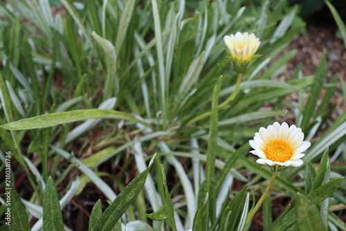 白いガザニアの花　余白あり