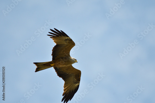 Fotografie Close-up of a black kite in flight