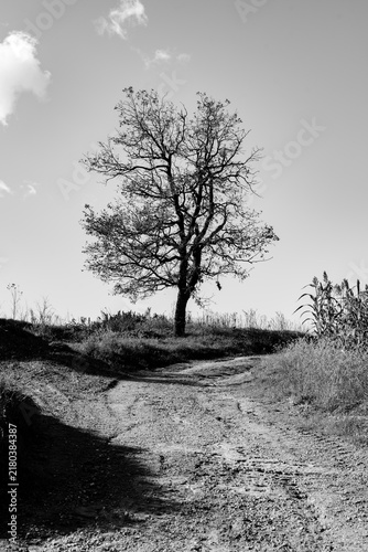 Obraz na płótnie lonely tree