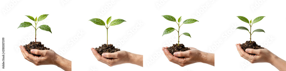 Obraz premium Different stages of growth of a young plant being held in a person's hand