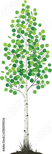 Slim birch tree vector illustration with white bark and bright green leaves