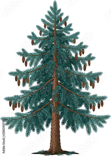 Tall evergreen spruce tree vector illustration featuring drooping pinecones