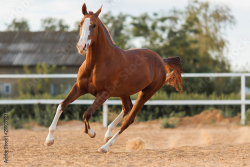 Brown horse running in arena