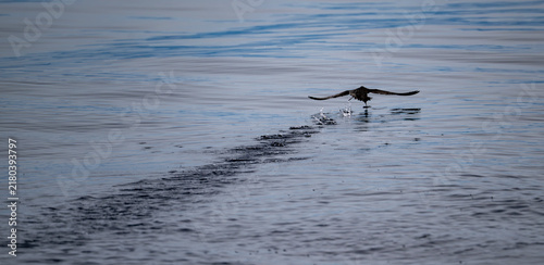 Foto Seabird taking flight from the surface of calm sea with wings spread and water d