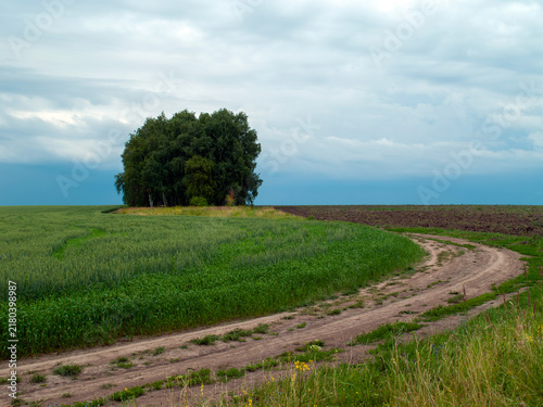 Obraz na płótnie A dirt road near a field on a clear day