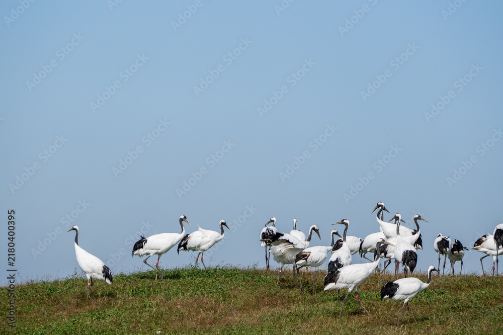 Fototapeta premium Flock of Red-Crowned Cranes on Grassy Wetland Under Blue Sky