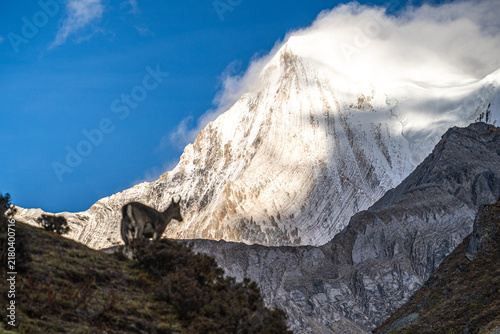 Obraz na płótnie Mountain goat below a snow-capped peak in the Himalayas