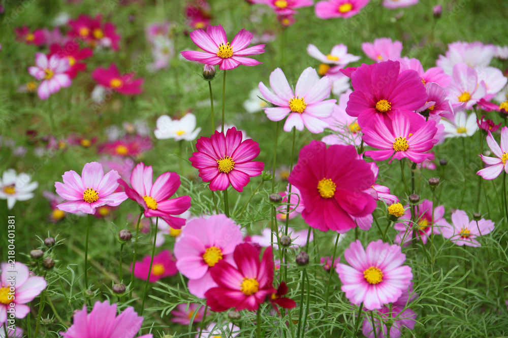 Fototapeta premium Pink and White Cosmos Flowers Blooming in Garden Meadow