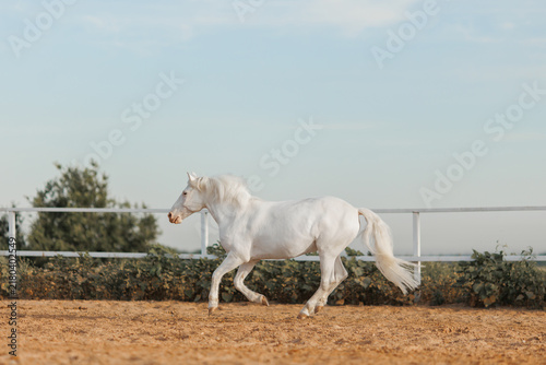 White horse walking in paddock