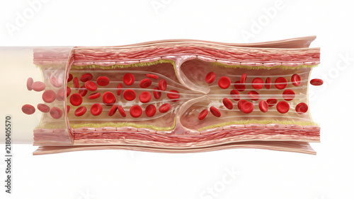 Cutaway 3D diagram of vein blood vessel showing interior bicuspid valve mechanism and unidirectional red blood cell flow